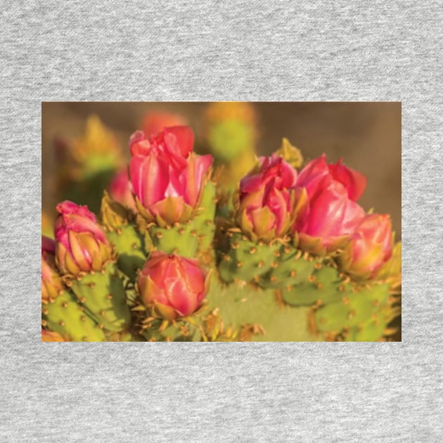 Prickly Pear Cactus Blossoms by TaivalkonAriel